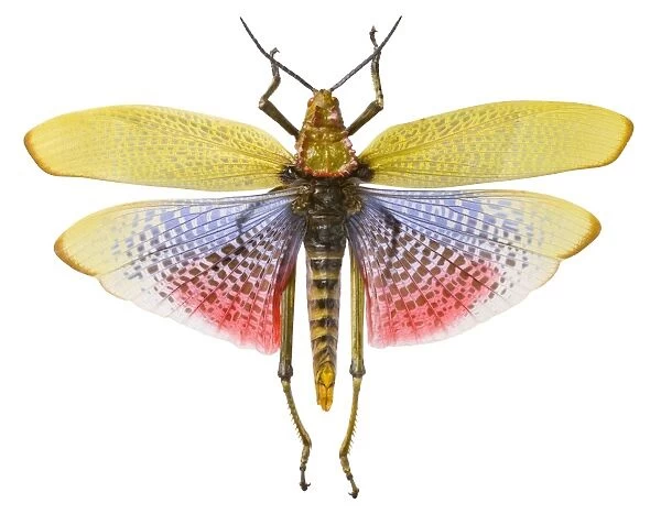 Phymateus morbillosus, common milkweed locust
