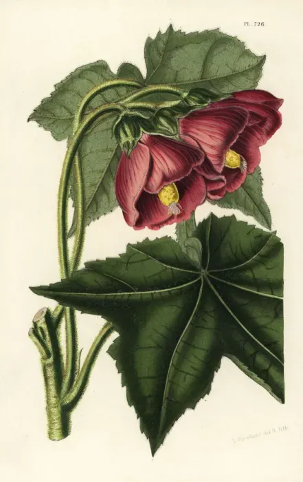 Framed Print : Phymosia rosea Framed Print : Phymosia rosea