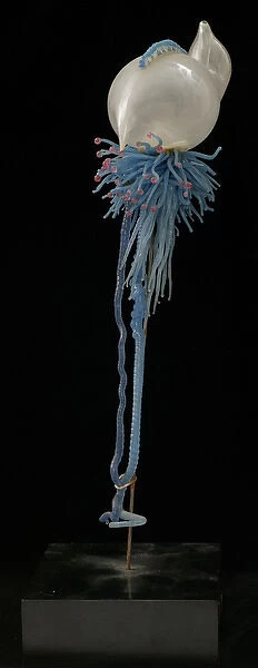 Physalia pelagica, jellyfish