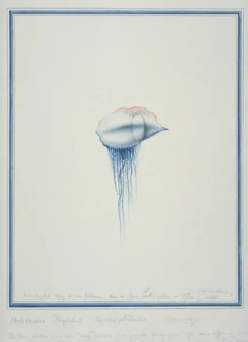 Framed Print : Physalia physallis, Portuguese man-of-war Framed Print : Physalia physallis, Portuguese man-of-war
