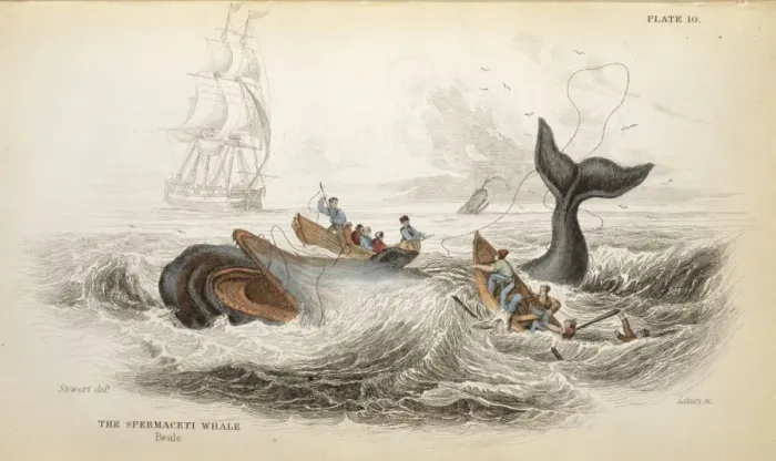 Framed Print : Physeter catodon, sperm whale