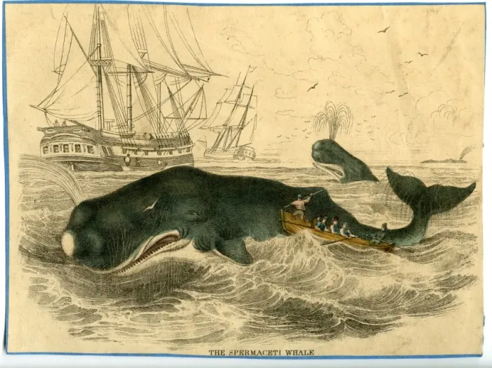 Framed Print : Physeter macrocephalus, sperm whale Framed Print : Physeter macrocephalus, sperm whale