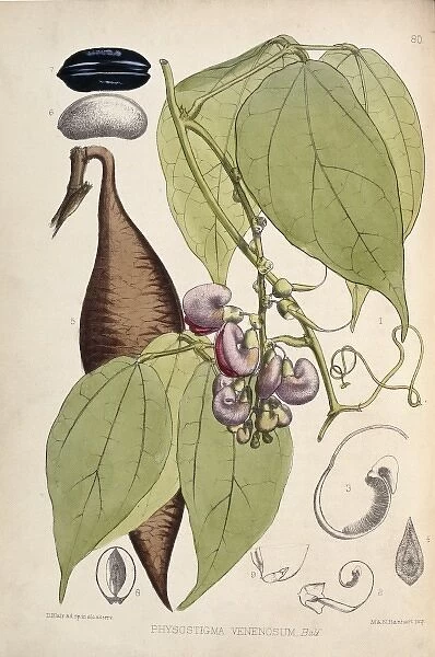 Physostigma venenosum, calabar bean