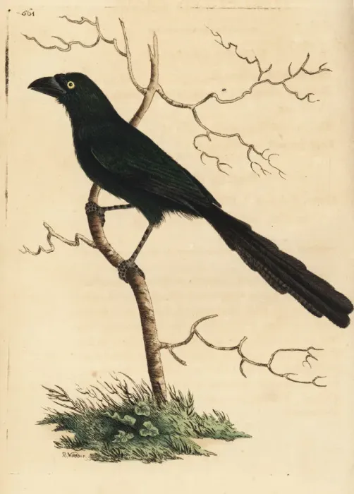 Framed Print : Piapiac, Ptilostomus afer Framed Print : Piapiac, Ptilostomus afer