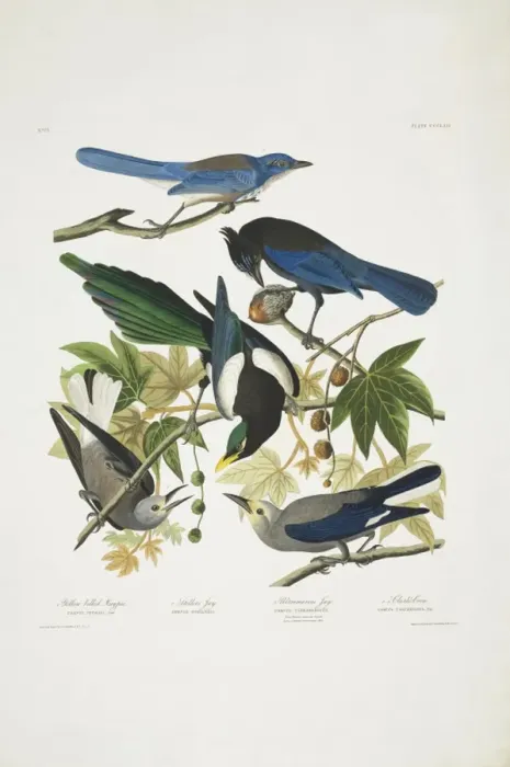 Framed Print : Pica nuttallii Cyanocitta stelleri Aphelocoma californica Nu Framed Print : Pica nuttallii Cyanocitta stelleri Aphelocoma californica Nu