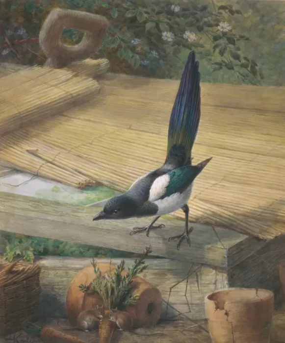 Framed Print : Pica pica, common magpie Framed Print : Pica pica, common magpie