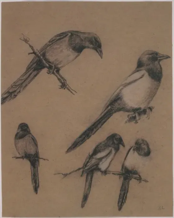 Framed Print : Pica pica, common magpie Framed Print : Pica pica, common magpie