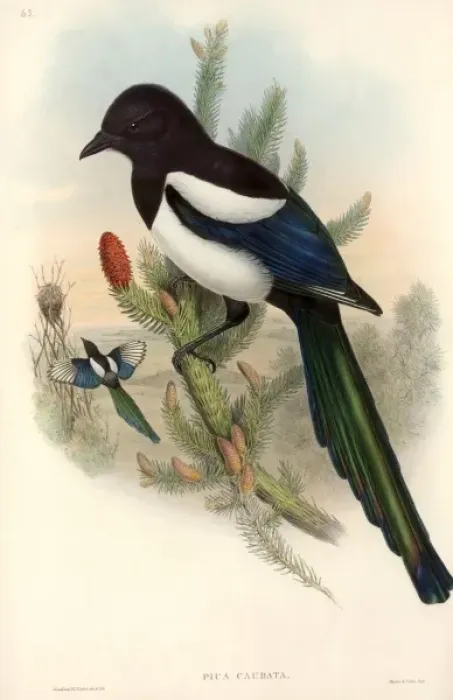 Framed Print : Pica pica, common magpie Framed Print : Pica pica, common magpie