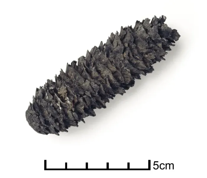 Framed Print : Picea excelsa, fossilised spruce cone Framed Print : Picea excelsa, fossilised spruce cone