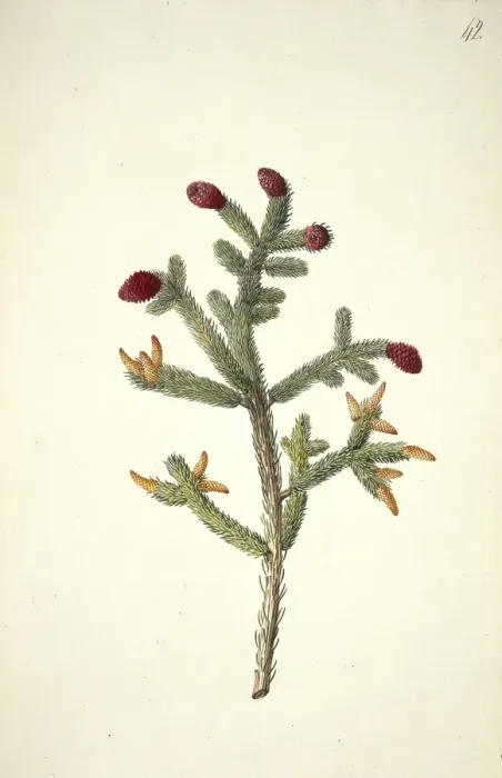 Framed Print : Picea glauca (Moench. ) Voss. white spruce Framed Print : Picea glauca (Moench. ) Voss. white spruce