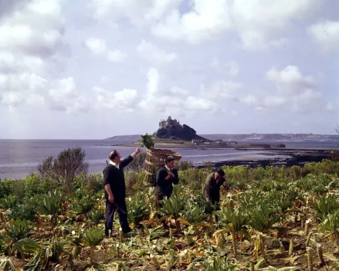 Framed Print : Picking broccoli at Marazion, Cornwall Framed Print : Picking broccoli at Marazion, Cornwall