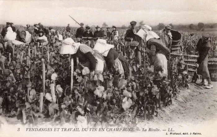 Framed Print : Picking Champagne Grapes Framed Print : Picking Champagne Grapes