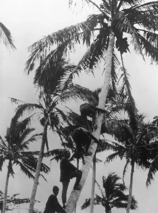 Framed Print : Picking Coconuts