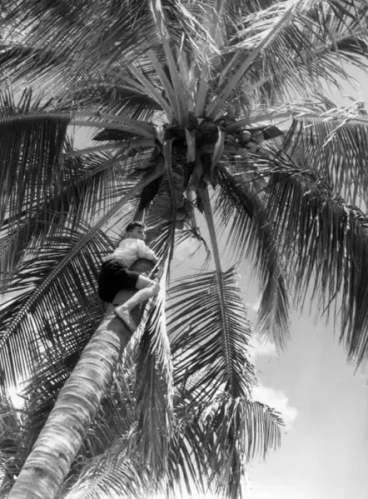 Framed Print : Picking Coconuts Framed Print : Picking Coconuts