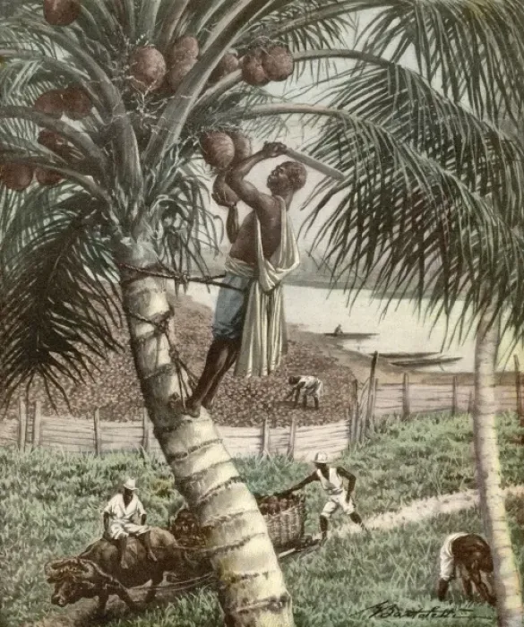 Framed Print : Picking Coconuts / Africa Framed Print : Picking Coconuts / Africa