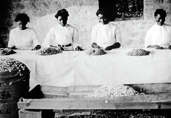 Picking cotton seeds in St Vincent early 1900s
