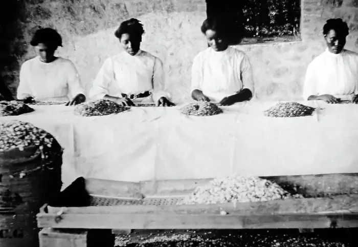 Framed Print : Picking cotton seeds in St Vincent early 1900s Framed Print : Picking cotton seeds in St Vincent early 1900s