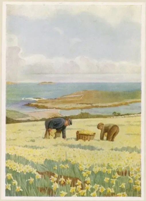 Framed Print : Picking Daffodils Framed Print : Picking Daffodils