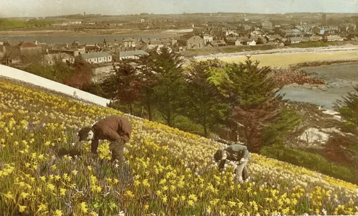 Framed Print : Picking Daffodils, Hugh Town, St Marys, Isles of Scilly Framed Print : Picking Daffodils, Hugh Town, St Marys, Isles of Scilly