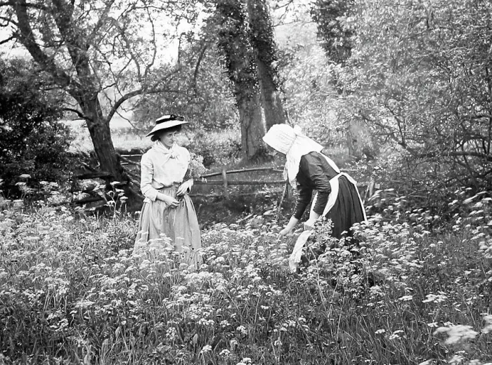 Framed Print : Picking daisies, Victorian period Framed Print : Picking daisies, Victorian period