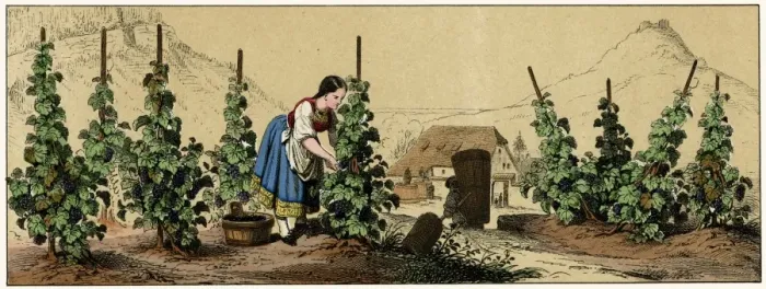 Framed Print : Picking grapes Framed Print : Picking grapes