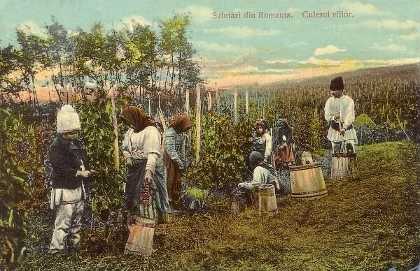 Picking grapes - Romania