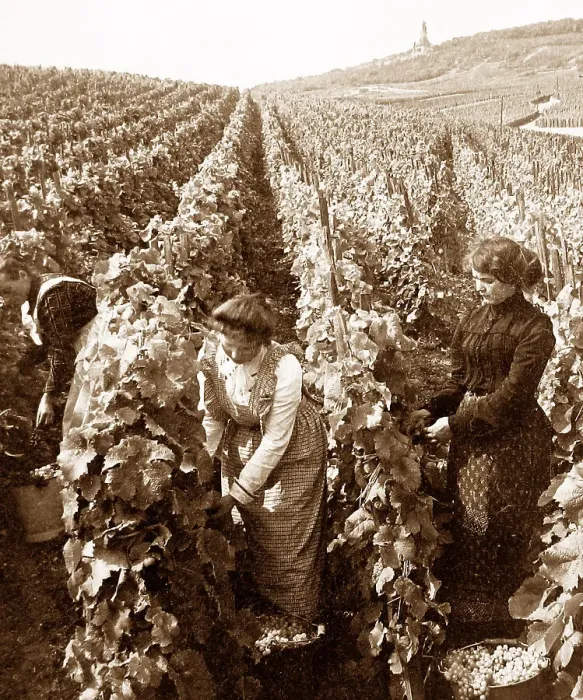 Framed Print : Picking grapes, Rudesheim am Rhein, Germany Framed Print : Picking grapes, Rudesheim am Rhein, Germany