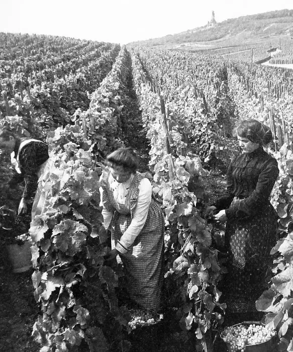 Framed Print : Picking grapes Rudesheim am Rhein Germany probably 1920s Framed Print : Picking grapes Rudesheim am Rhein Germany probably 1920s