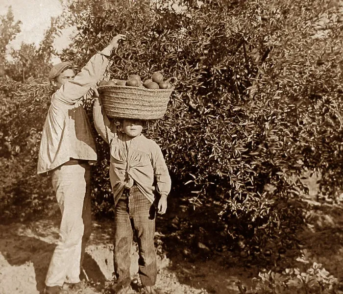 Framed Print : Picking oranges near Valencia, Spain Framed Print : Picking oranges near Valencia, Spain