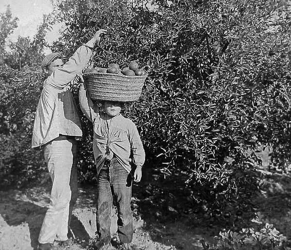 Picking oranges near Valencia Spain early 1900s