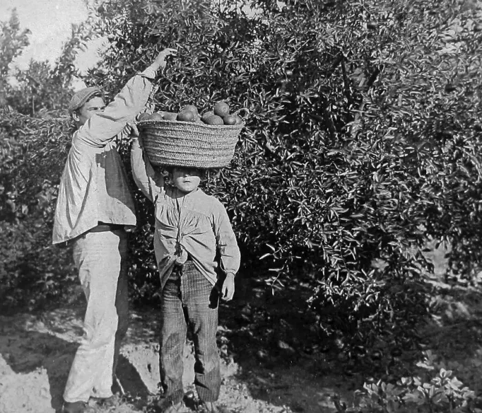 Framed Print : Picking oranges near Valencia Spain early 1900s Framed Print : Picking oranges near Valencia Spain early 1900s