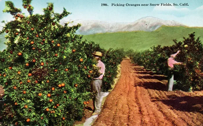 Framed Print : Picking Oranges - Orchard near Snow Fields, California, USA Framed Print : Picking Oranges - Orchard near Snow Fields, California, USA