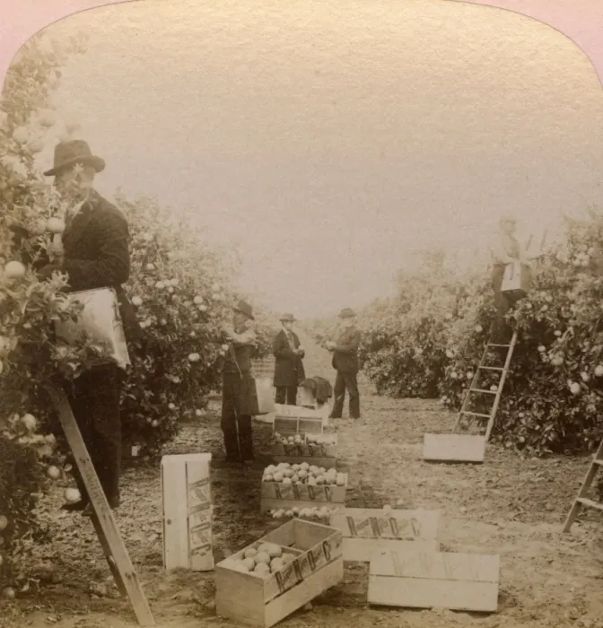 Framed Print : Picking oranges, Riverside, California, USA Framed Print : Picking oranges, Riverside, California, USA