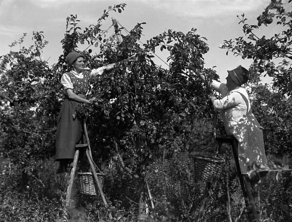 Picking Plums 1930S