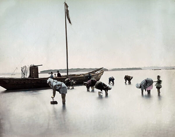 Picking shellfish close to the shore, Japan, circa 1890