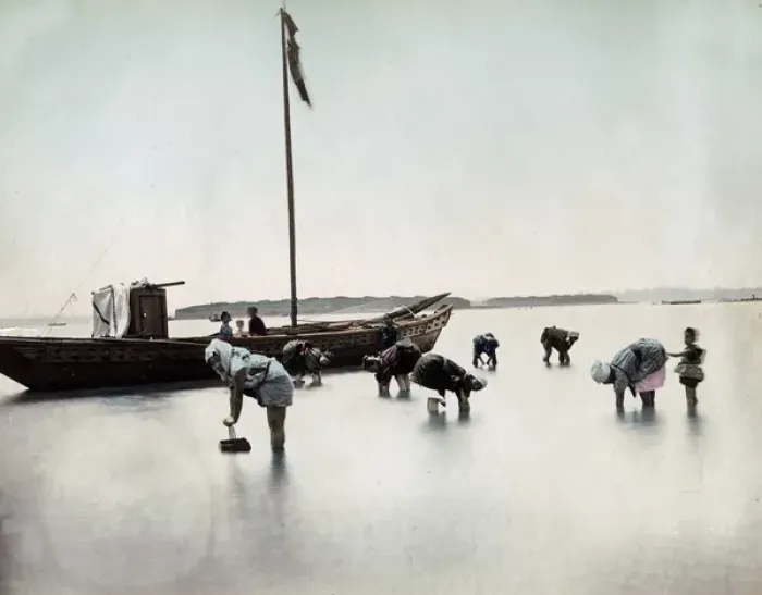 Framed Print : Picking shellfish close to the shore, Japan, circa 1890 Framed Print : Picking shellfish close to the shore, Japan, circa 1890