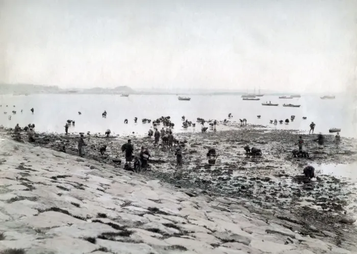 Framed Print : Picking shellfish along the shore, Japan, c. 1880 s Framed Print : Picking shellfish along the shore, Japan, c. 1880 s