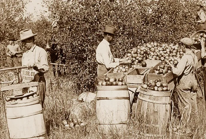 Framed Print : Picking, sorting and packing apples Missouri USA early 1900s Framed Print : Picking, sorting and packing apples Missouri USA early 1900s
