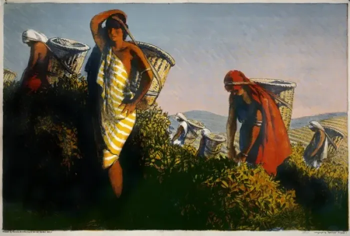 Framed Print : Picking Tea in Ceylon Framed Print : Picking Tea in Ceylon