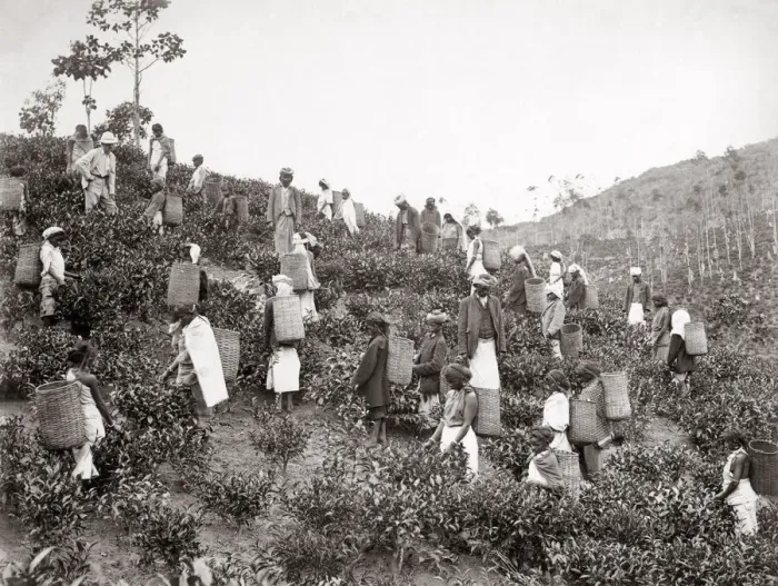 Framed Print : Picking tea, Ceylon or India, c1880 s Framed Print : Picking tea, Ceylon or India, c1880 s