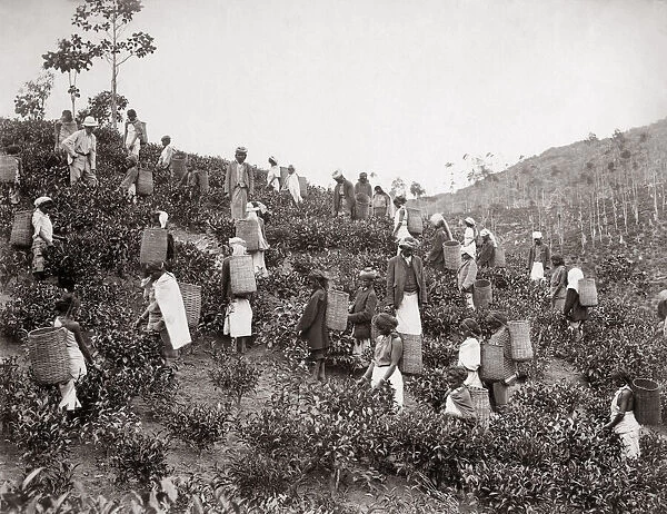 Picking tea, India or Ceylon (Sri Lanka) c. 1890 s