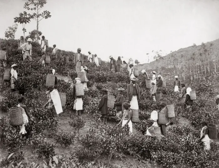Framed Print : Picking tea, India or Ceylon (Sri Lanka) c. 1890 s Framed Print : Picking tea, India or Ceylon (Sri Lanka) c. 1890 s