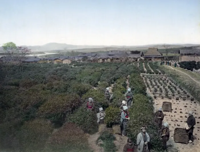 Framed Print : Picking tea, Japan, circa 1880s Framed Print : Picking tea, Japan, circa 1880s