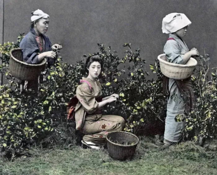 Framed Print : Picking tea, Japan, circa 1890 Framed Print : Picking tea, Japan, circa 1890