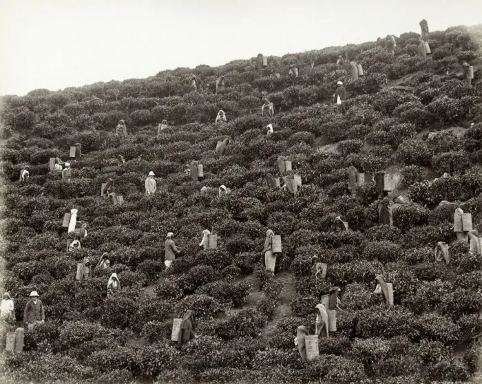 Framed Print : Picking tea, tea plantation, India or Celylon, Sri Lanka Framed Print : Picking tea, tea plantation, India or Celylon, Sri Lanka