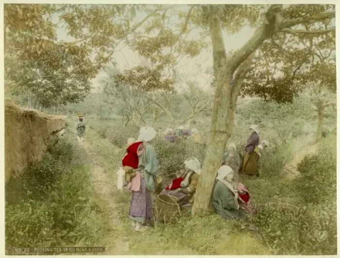 Framed Print : Picking tea in Uji near Kyoto Framed Print : Picking tea in Uji near Kyoto
