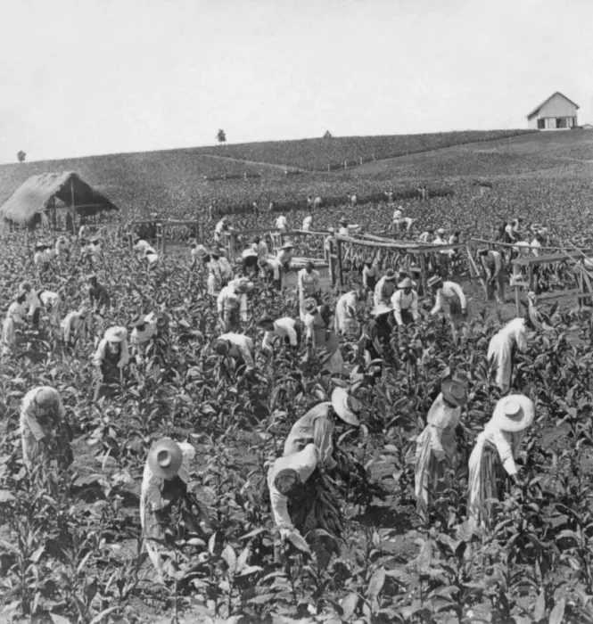 Framed Print : Picking tobacco, Montpellier, Jamaica Framed Print : Picking tobacco, Montpellier, Jamaica