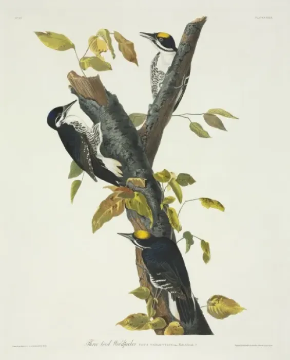 Framed Print : Picoides arcticus, black-backed woodpecker Framed Print : Picoides arcticus, black-backed woodpecker