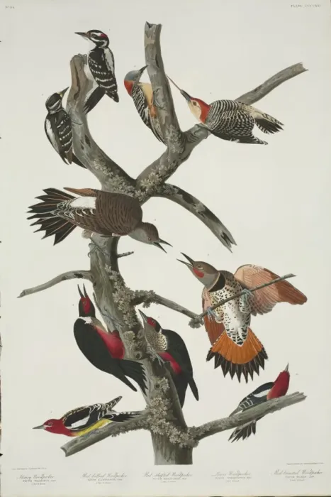 Framed Print : Picoides villosus, Melanerpes lewis, M. carolinus, Sphyrapic Framed Print : Picoides villosus, Melanerpes lewis, M. carolinus, Sphyrapic