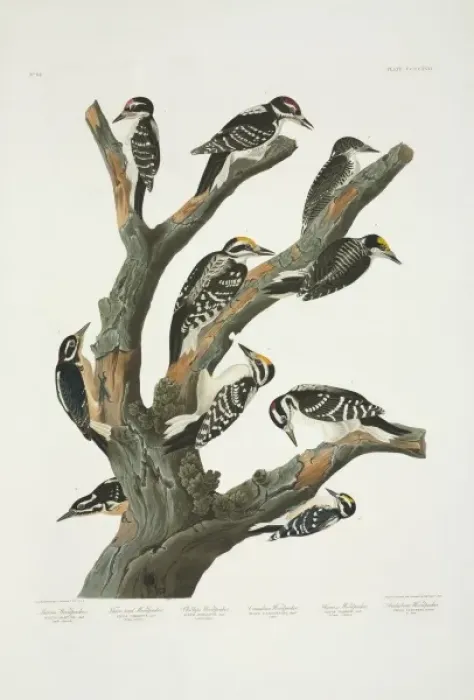 Framed Print : Picoides villosus, Picoides tridactylus, Picoides pubescens Framed Print : Picoides villosus, Picoides tridactylus, Picoides pubescens